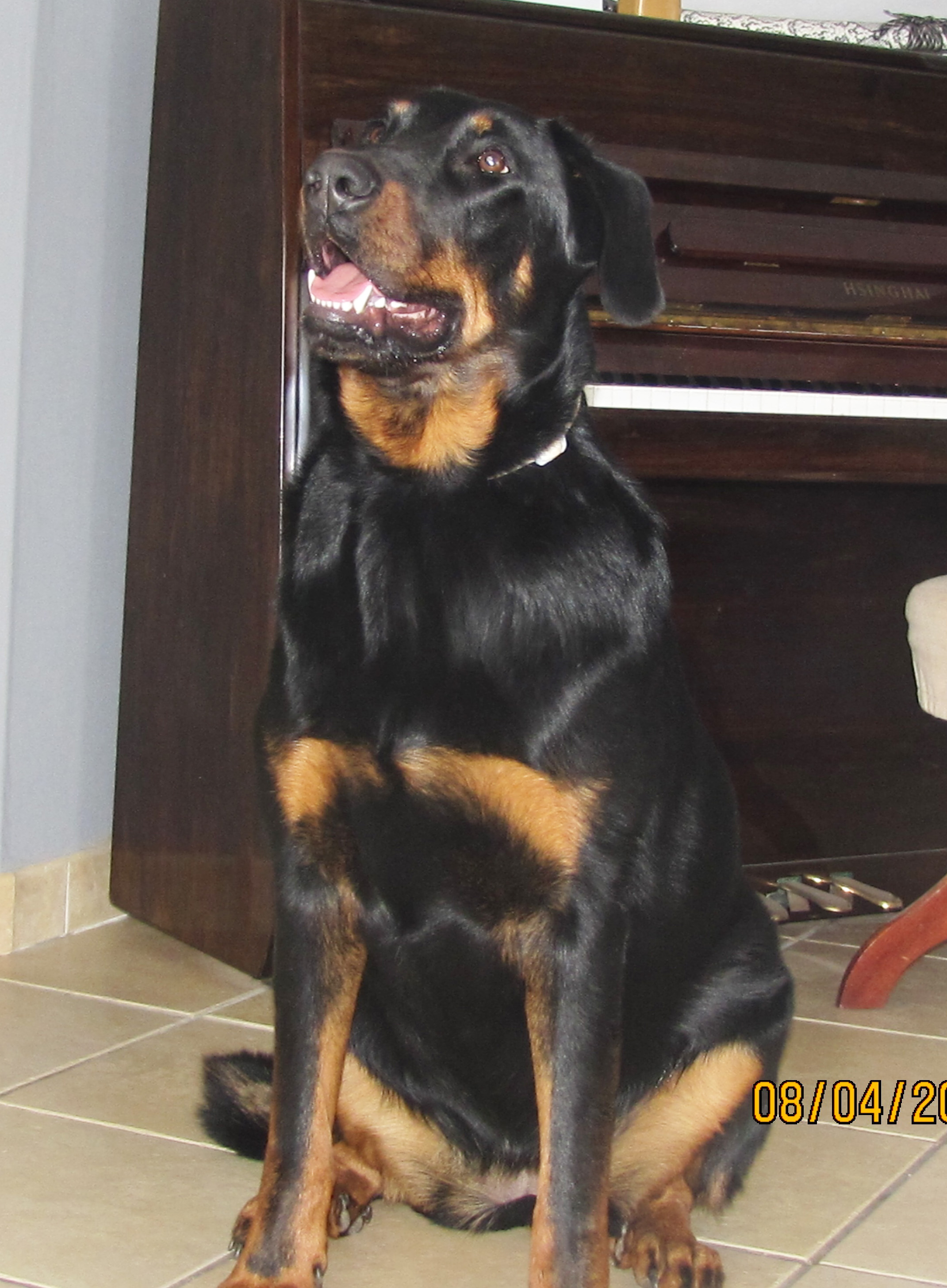  domainedelalicorne.fr photo chien beauceron photo chiot beauceron Elevage de beauceron chiot beauceron pure race élevage du clos de la licorne elevage des gardiens de la licorne elevage beauceron noir et feu authentique gros gabarits élevage de Beauceron familial sérieux et qualité domainedelalicorne.fr suivi des chiots conseil d’éducation chiot propre bas rouge santé caractère spécialiste du beauceron noir et feu ou arlequin chien rustique berger de France  nos chiots sont élevés avec amour et attention notre passion au service de la qualité Beauceron de qualité et sportif domaine de la licorne 04380 BARRAS élevage en liberté éleveur berger de beauce élevage de beauceron de travail 06 11 20 51 93 site domainedelalicorne.fr mail domainedelalicorne@gmail.com